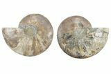 Cut & Polished, Agatized Ammonite Fossil - Madagascar #212933-1